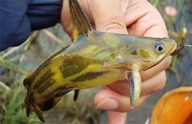 黄颡鱼养殖案例